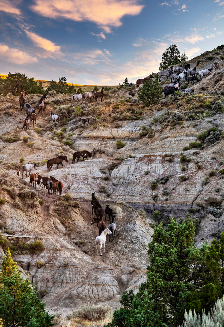 The Dakotas