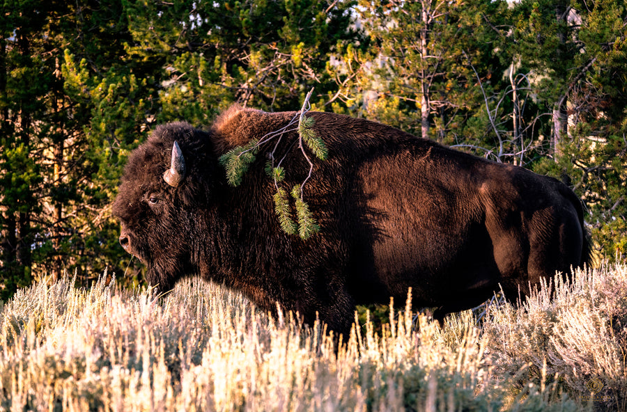 Bison at Golden Hour