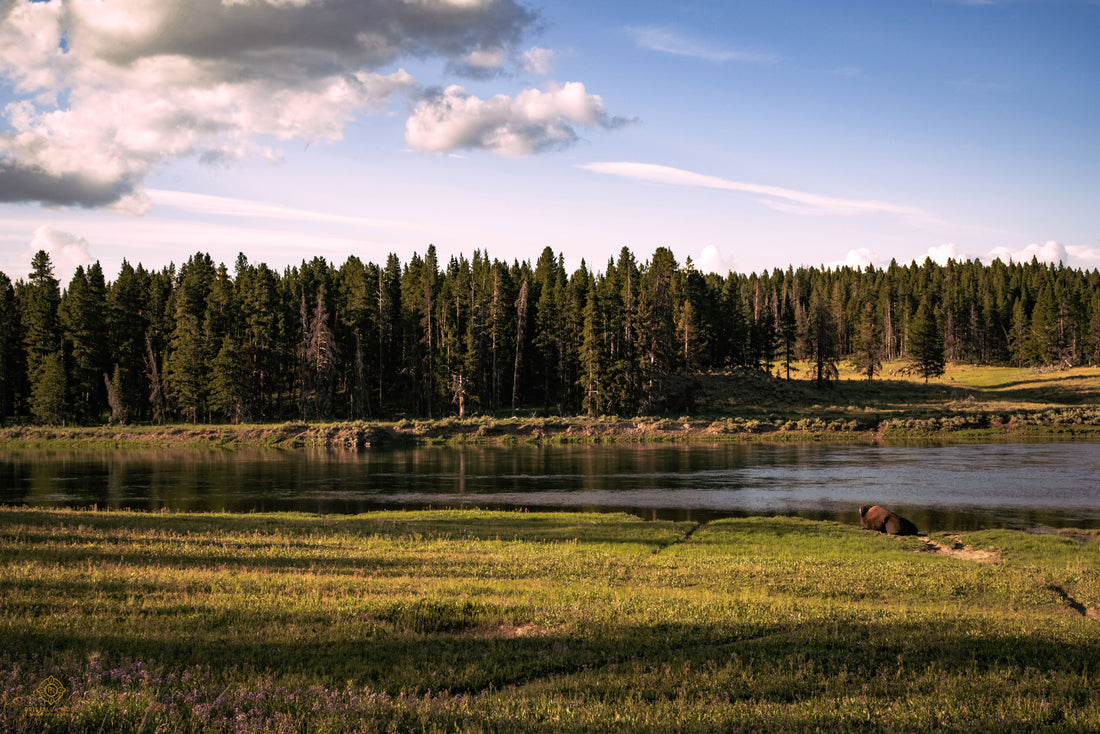 Bison Contemplating Life