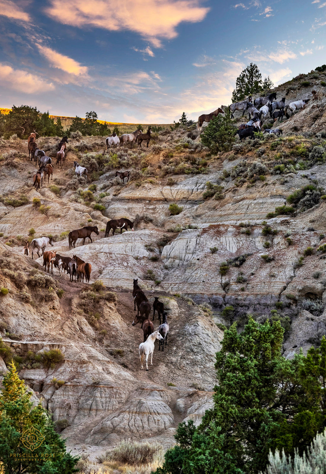 Wild Mustangs at Dawn