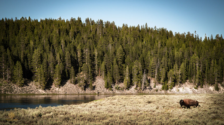 Bison overlooking Yellowstone River