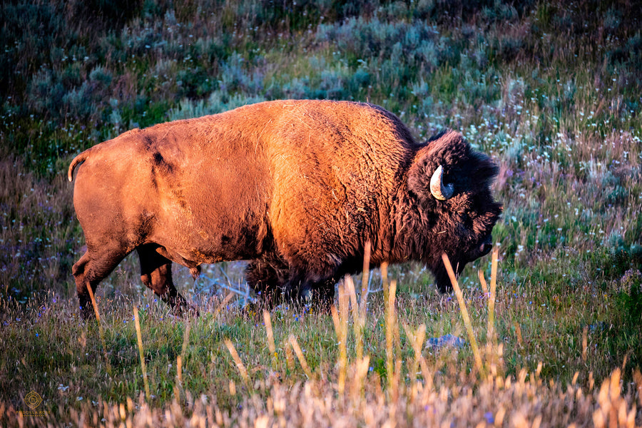 Bison Sunset: Limited Edition