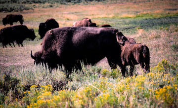 Mom and Baby Bison