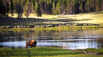 Sassy Bison