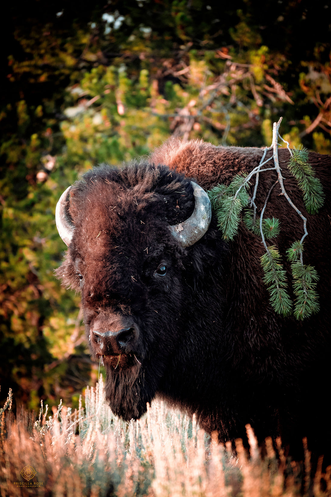 Bison Eating Grass