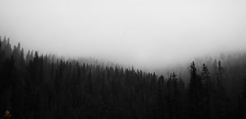 A Foggy Yellowstone Morning