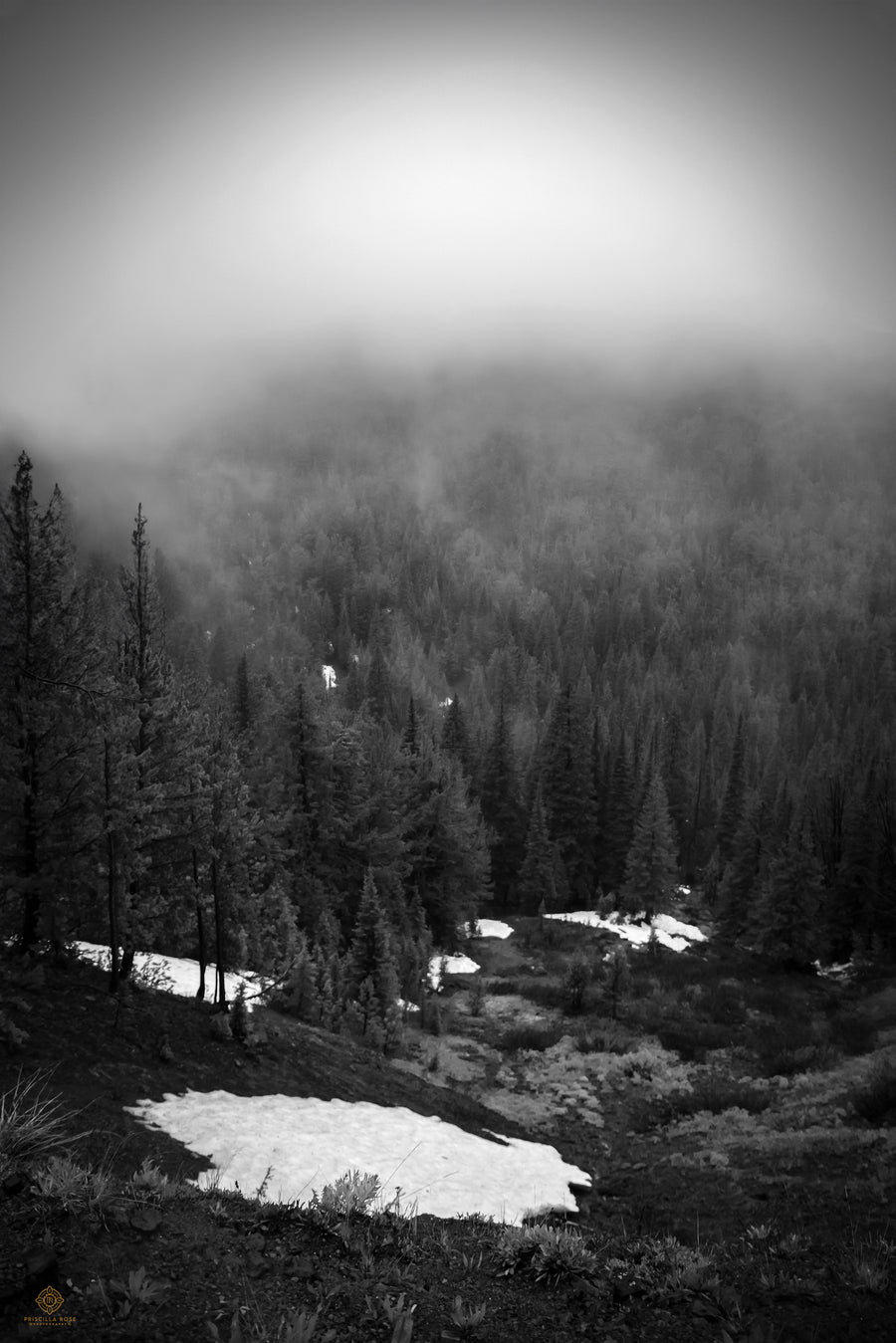 A Foggy Yellowstone Portrait