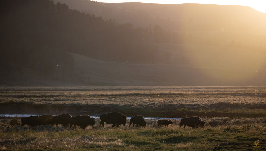 Golden Hour in Valley