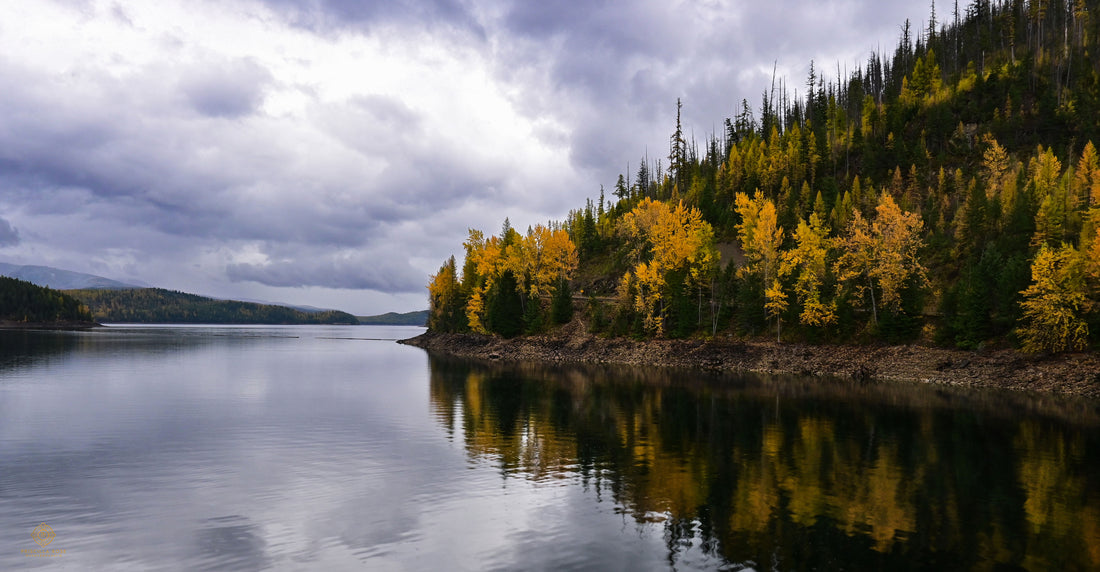 Golden Reflections