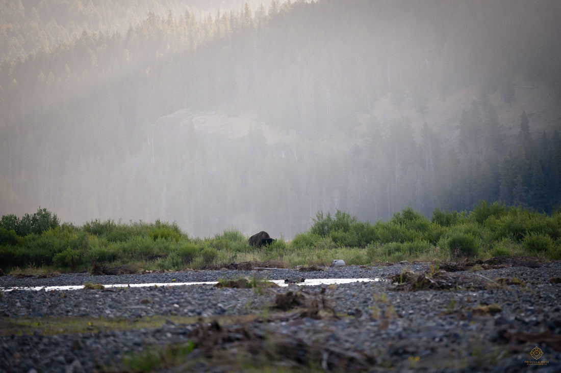 Lone Bison