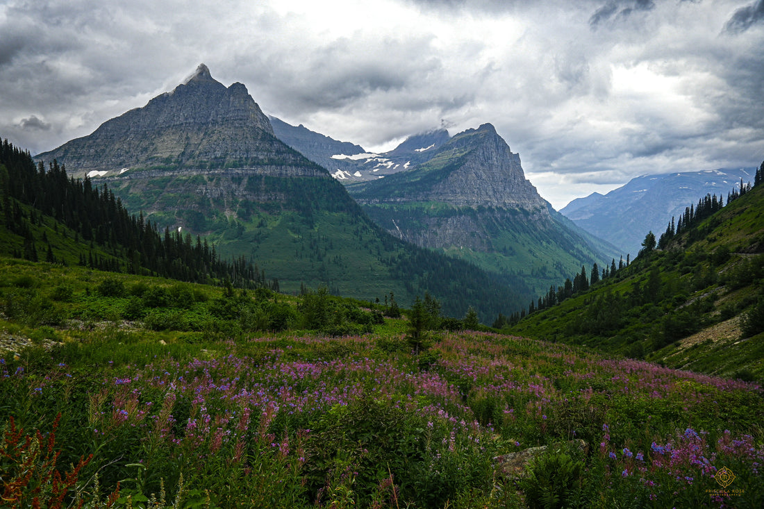 Wildflowers With Mount Cannon