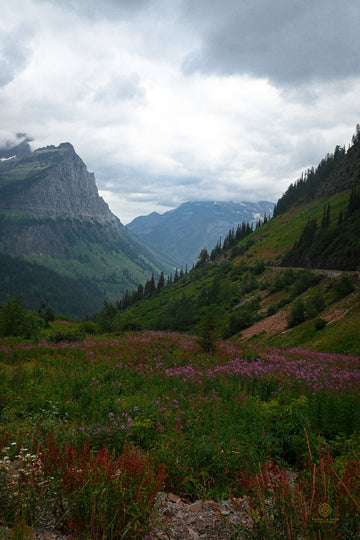 Wildflowers With Mount Cannon Portrait